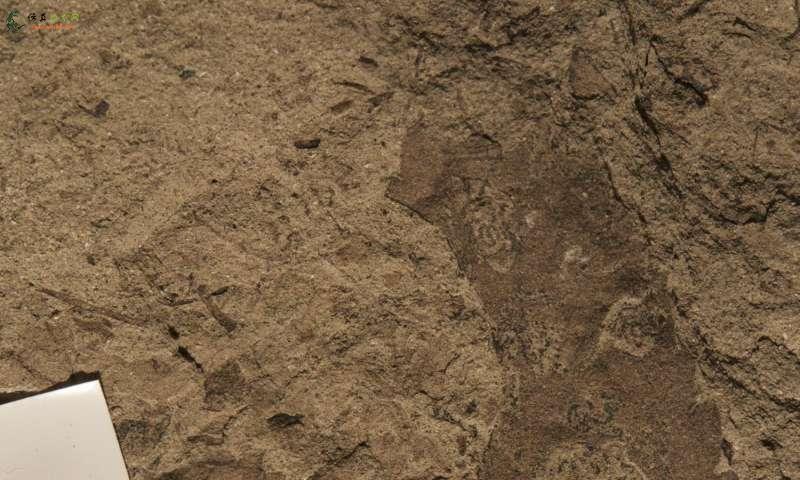 巴塔哥尼亚化石叶子揭示了恐龙灭绝事件快速恢复